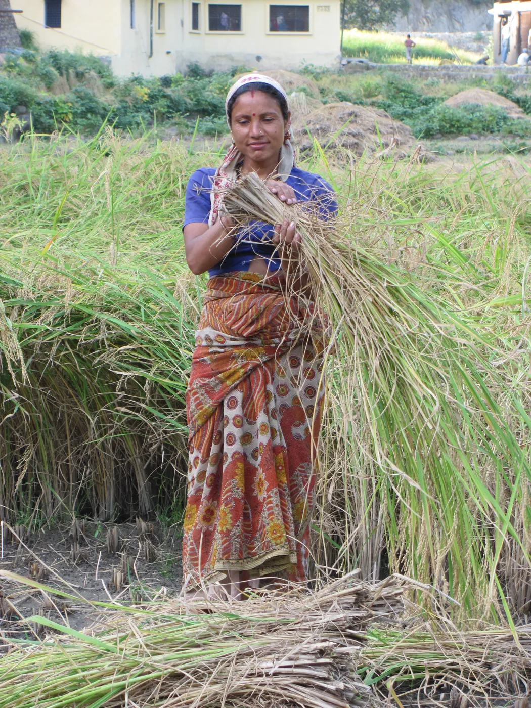 A farmer holds a large bundle of harvested grain