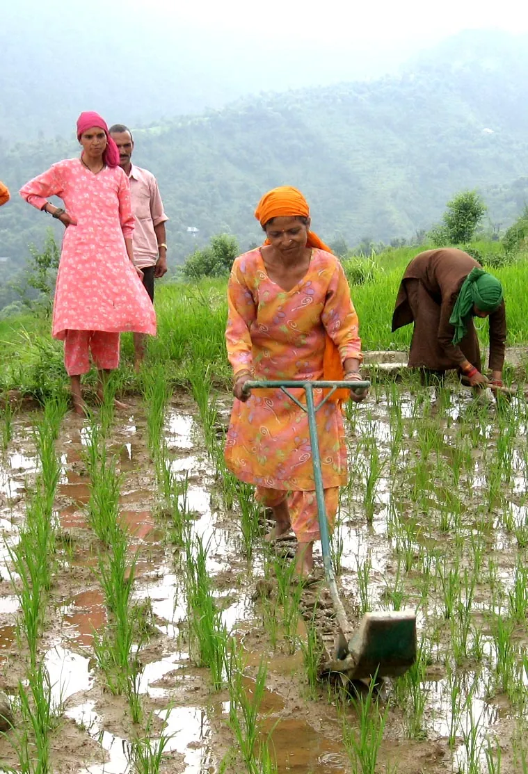 Women work in a green paddy field