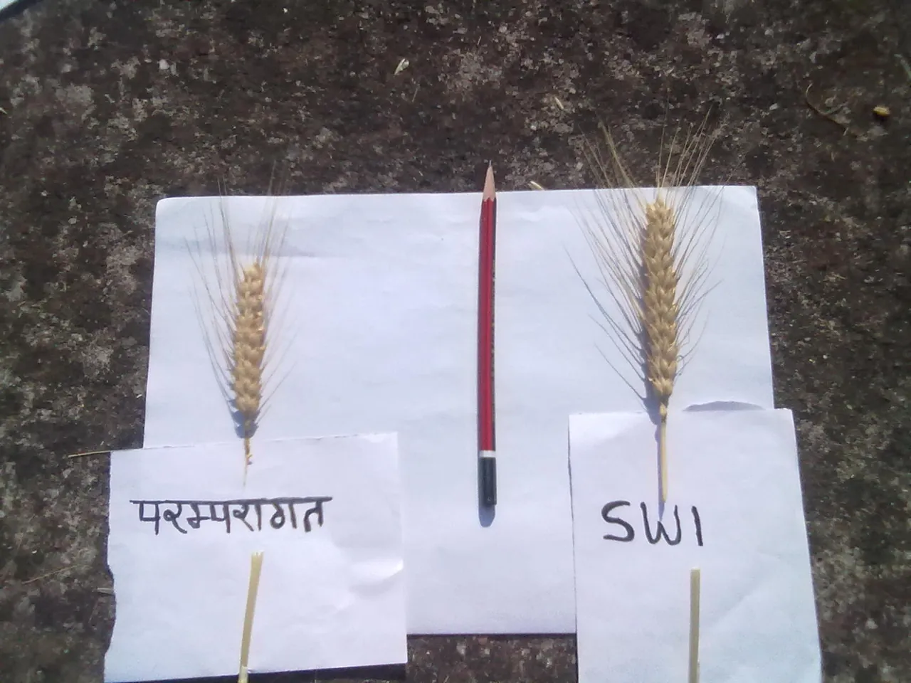 Two wheat ears side by side, one from traditional farming and a larger one from SWI